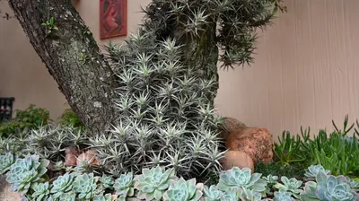 a group of plants in front of a tree at LUXURY EN-SUITE ROOM WITH LOUNGE @ 4 STAR GUEST HOUSE in Middelburg
