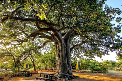 a picnic table under a large tree in a park at SleepOver Beitbridge in Musina