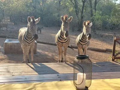 three zebras standing next to a table in a zoo at Khumbula iAfrica 2 in Marloth Park