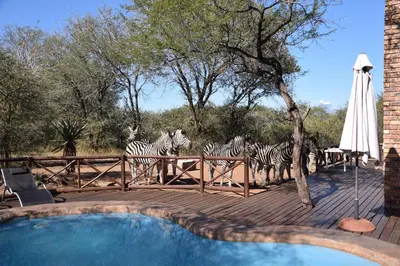 a group of zebras standing on a deck next to a fence at Khumbula iAfrica 2 in Marloth Park