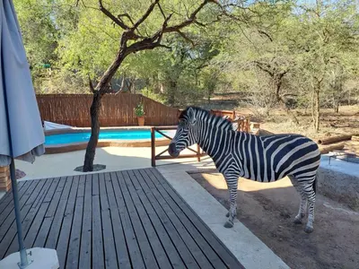 a zebra standing on a deck next to a pool at Khumbula iAfrica 2 in Marloth Park