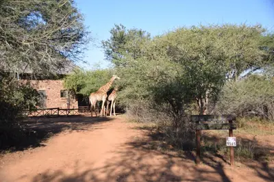 two giraffes walking down a dirt road with trees at Khumbula iAfrica 2 in Marloth Park