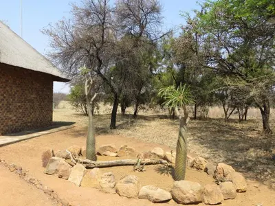 a garden with two statues and rocks and trees at Isilwane Bush Camp in Pretoria