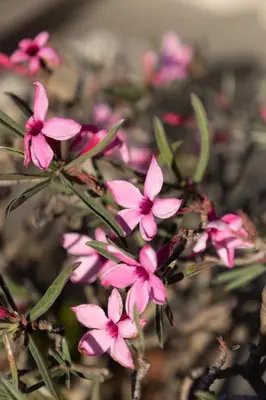 a bunch of pink flowers on a plant at Kruger River Lodge in Hoedspruit