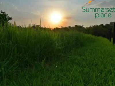 a field of tall grass with the sunset in the background at Summerset Place Country House in Bela-Bela