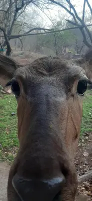 a close up of the head of a camel at Nature House in Marloth Park