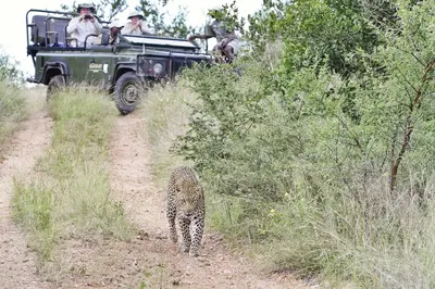 a hyena walking on a dirt road next to a jeep at Kambaku River Sands in Timbavati Game Reserve