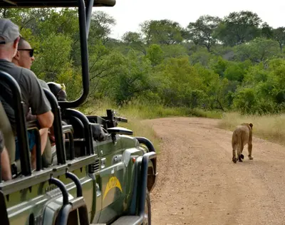a lion walking down a dirt road next to a safari at Kruger Safari Lodge in Manyeleti Game Reserve