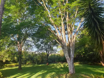 a tree in the middle of a field of grass at The Bliss Boutique in Louis Trichardt