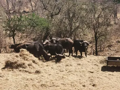 a herd of elephants eating hay in a field at Mount Marula Game Lodge - Tambotie in Kwarriekraal
