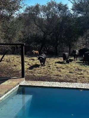 a herd of cows grazing in a field with a swimming pool at Mount Marula Game Lodge - Tambotie in Kwarriekraal