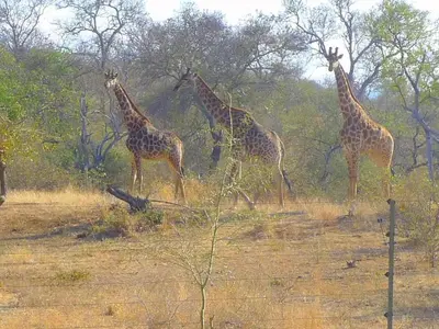 a group of giraffes walking in a field at Zazu Private Bush Lodge, Formerly Masodini in Hoedspruit