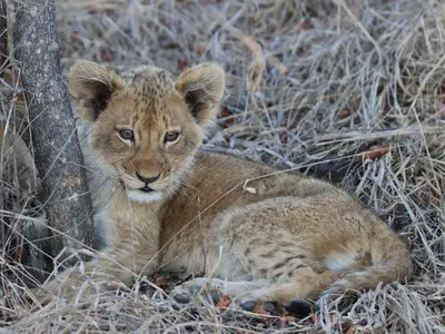a baby lion cub laying next to a tree at Zazu Private Bush Lodge, Formerly Masodini in Hoedspruit