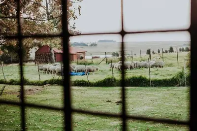 a herd of sheep in a field behind a window at Sorgenfri in Hendrina