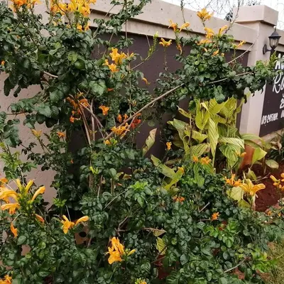 a bunch of yellow flowers on a building at ROYAL LODGE in Witbank