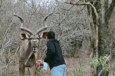 a man standing next to a cow with horns at Marloth Park, Kruger safari house - solar in Marloth Park