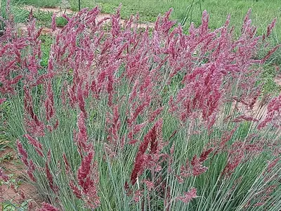 a bunch of pink plants in a field at In Da Bush in Modimolle