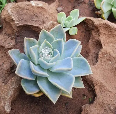 a succulent plant sitting on top of a rock at In Da Bush in Modimolle