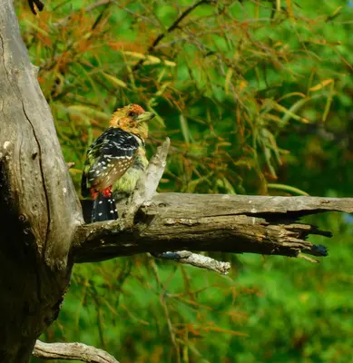a bird sitting on top of a tree branch at In Da Bush in Modimolle
