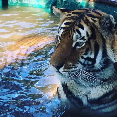 a tiger is swimming in the water at Simba Safaris African Pride Exotic Lodge in Lephalale