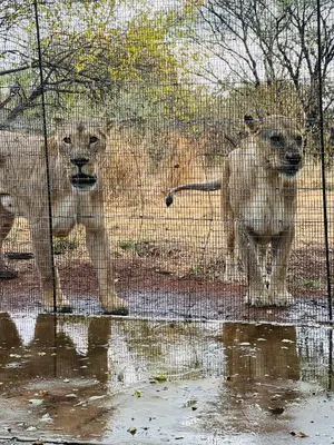 two lions are standing behind a wire fence at Simba Safaris African Pride Exotic Lodge in Lephalale