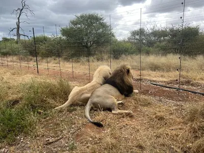 two lions laying in the grass next to a fence at Simba Safaris African Pride Exotic Lodge in Lephalale