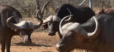 a group of animals with horns standing in a field at Simba Safaris African Pride Exotic Lodge in Lephalale
