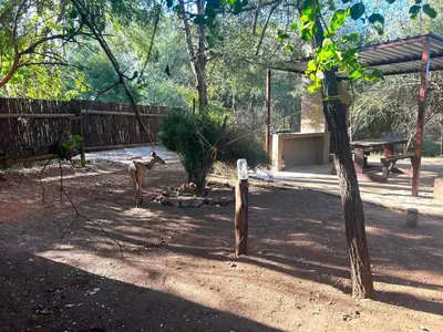 a cow standing in a yard next to a tree at Athule Inn Marloth - Units in Marloth Park