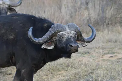 a bull with horns standing in a field at Shibula Safari Lodge in Welgevonden Game Reserve