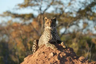 a cheetah sitting on top of a rock at Shibula Safari Lodge in Welgevonden Game Reserve