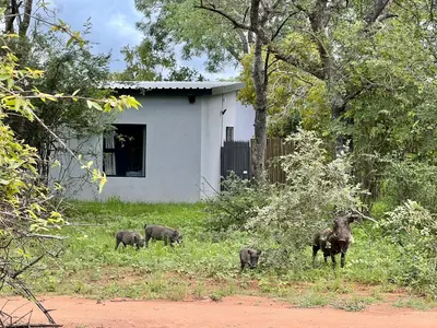 a group of elephants in the grass in front of a house at Stories @ Marloth in Marloth Park