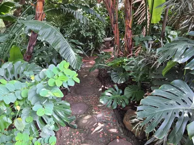 a garden with lots of green plants and trees at The Crooked Forest in Pretoria