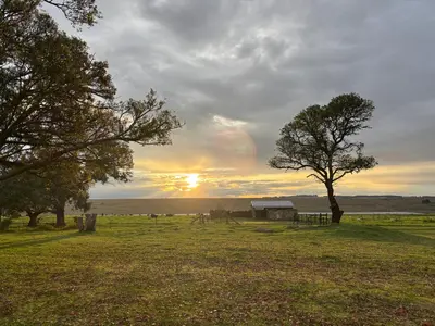 a field with trees and the sunset in the background at La Vista Farm Stay in Ermelo
