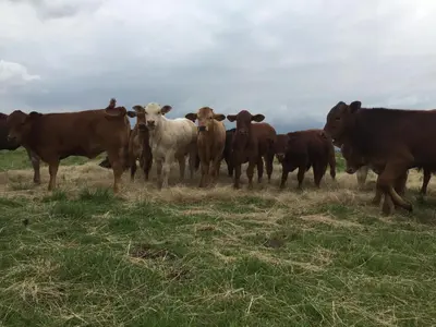 a herd of cows standing in a field at La Vista Farm Stay in Ermelo