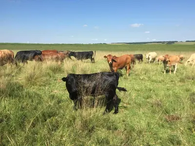 a herd of cows grazing in a field of grass at La Vista Farm Stay in Ermelo