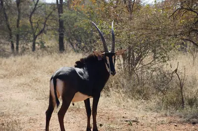 an animal with long horns standing on a dirt road at Kwele Game Lodge in Beauty