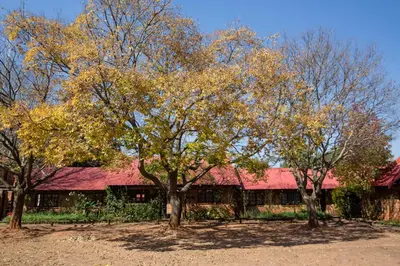 a group of trees in front of a barn at Critchley Hackle in Dullstroom