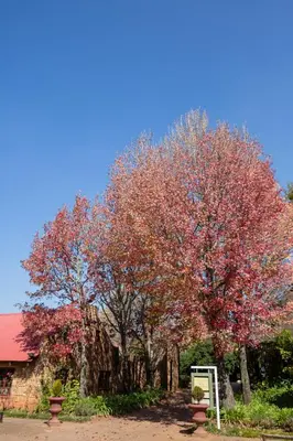 a tree with red leaves in front of a building at Critchley Hackle in Dullstroom