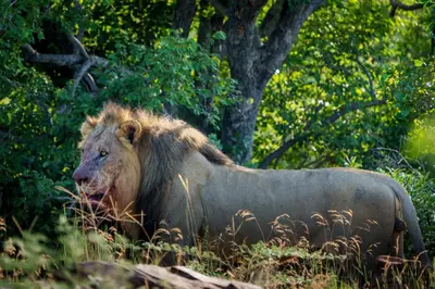 a lion standing in a field of tall grass at Elephants Crossing in Welgevonden Game Reserve