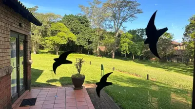 a group of birds flying around a plant in a yard at White River Selfcatering at Greenway woods House no 9 in White River
