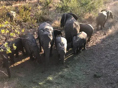a herd of elephants walking down a dirt road at Boabab Lodge in Mabula