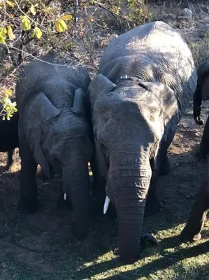 two elephants are standing next to each other at Boabab Lodge in Mabula