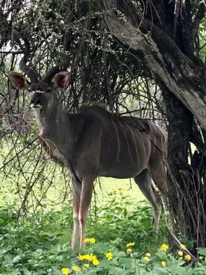 a gazelle standing in the grass under a tree at Boabab Lodge in Mabula