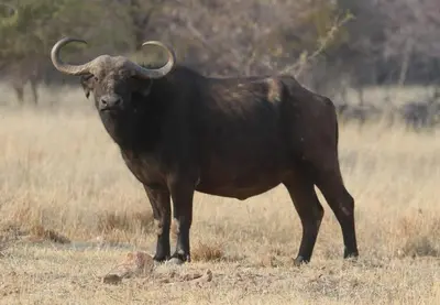 a large animal with horns standing in a field at Boabab Lodge in Mabula