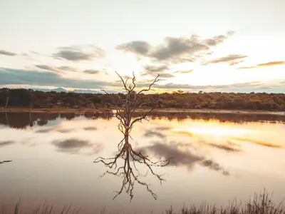 a tree in the middle of a lake at Maroelani Lodge- Greater Kruger Private Reserve in Hoedspruit