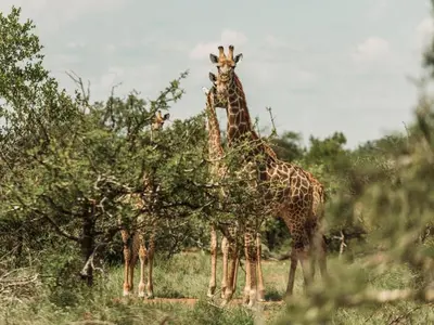 a group of giraffes standing next to some trees at Maroelani Lodge- Greater Kruger Private Reserve in Hoedspruit