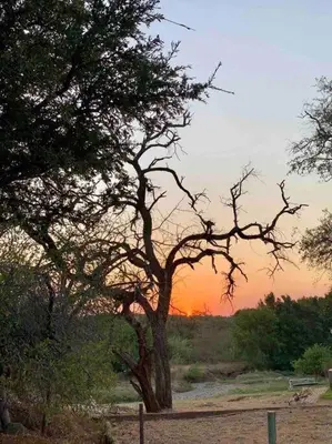 a tree in a field with the sunset in the background at Shepherds Rest in Hoedspruit