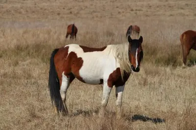 a brown and white horse standing in a field at The Outpost Dullstroom in Dullstroom
