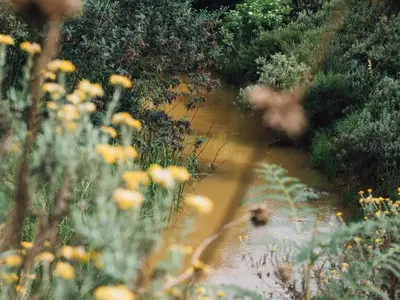 a field of yellow flowers next to a river at Zwakala River Retreat in Haenertsburg