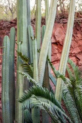 a group of green cacti in front of a wall at Lejwe La Metsi Private Reserve in Bela-Bela